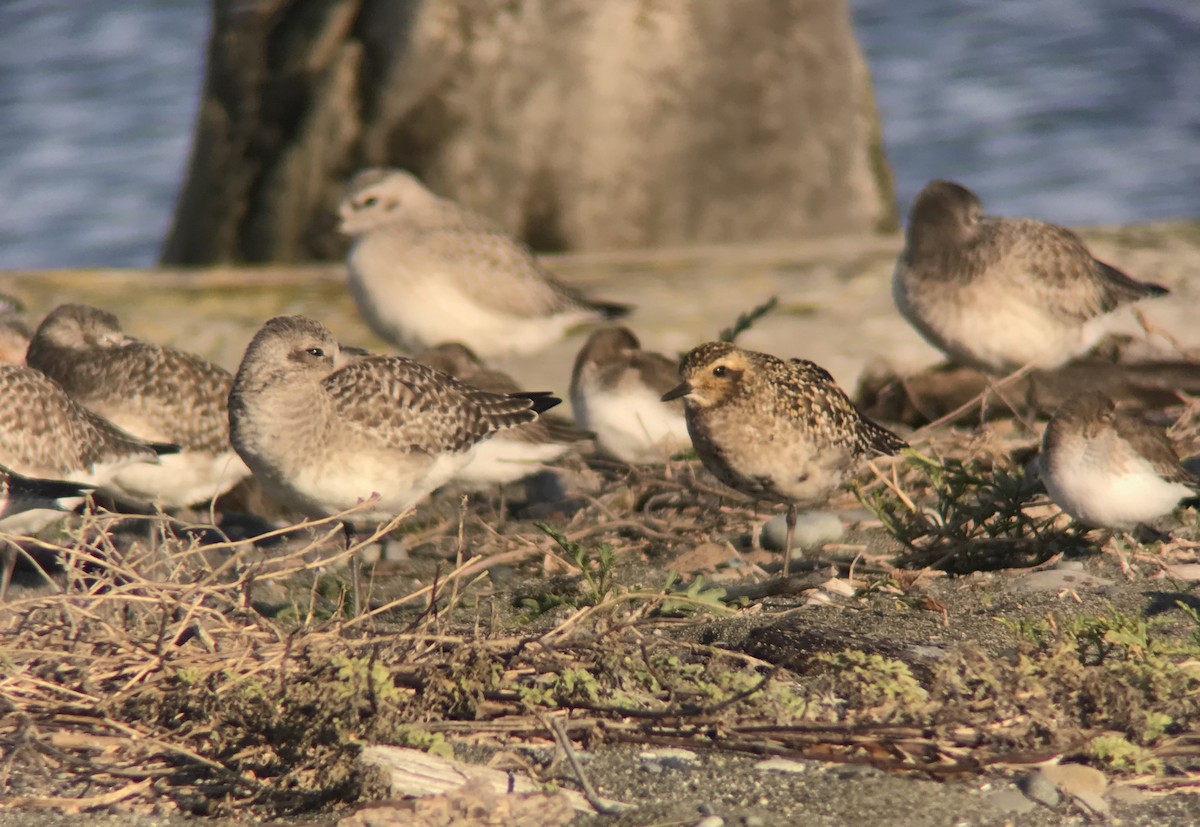 Pacific Golden-Plover - ML124920561