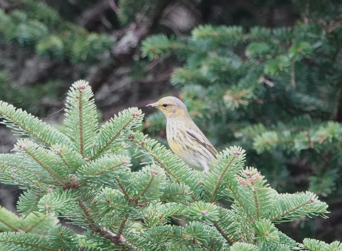 Cape May Warbler - ML124920591