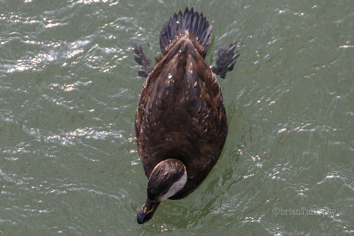 Black Scoter - Brian Murphy