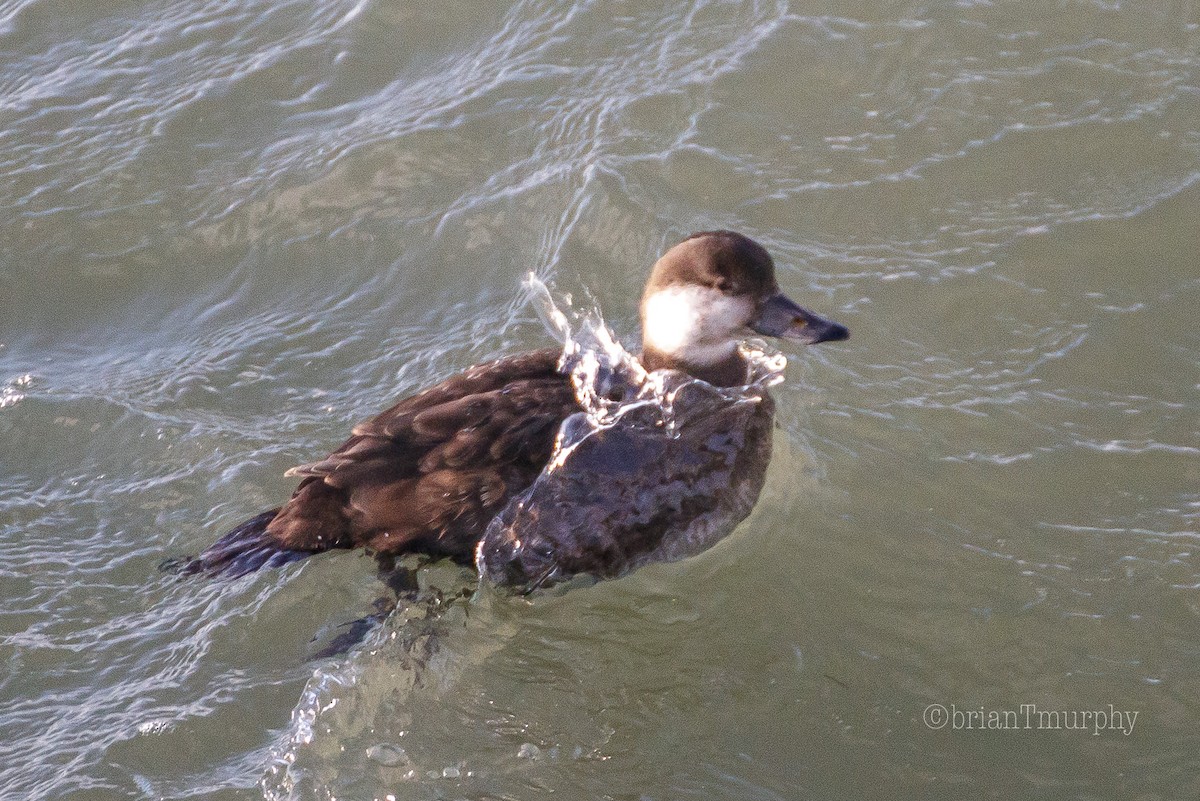 Black Scoter - Brian Murphy