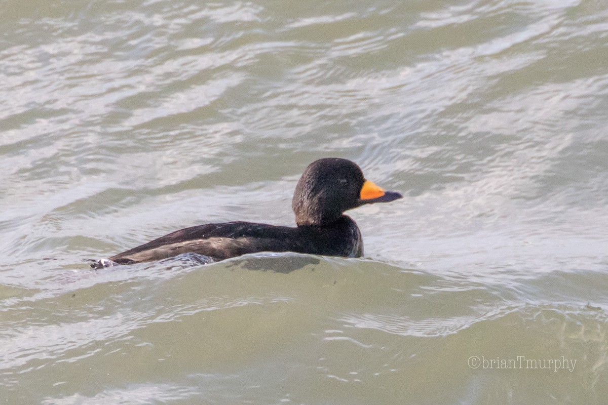 Black Scoter - Brian Murphy