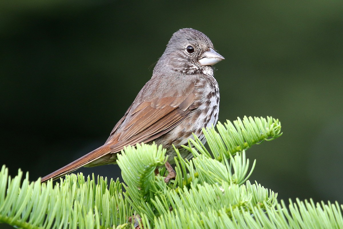 Fox Sparrow (Thick-billed) - Steve Rottenborn