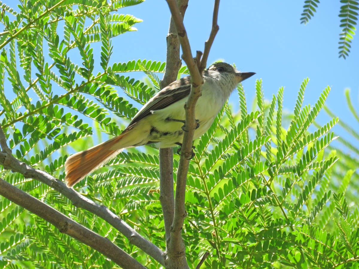 Brown-crested Flycatcher - ML124924531