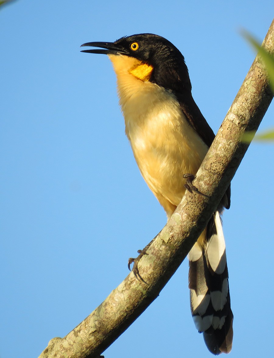 Black-capped Donacobius - Adrian Antunez