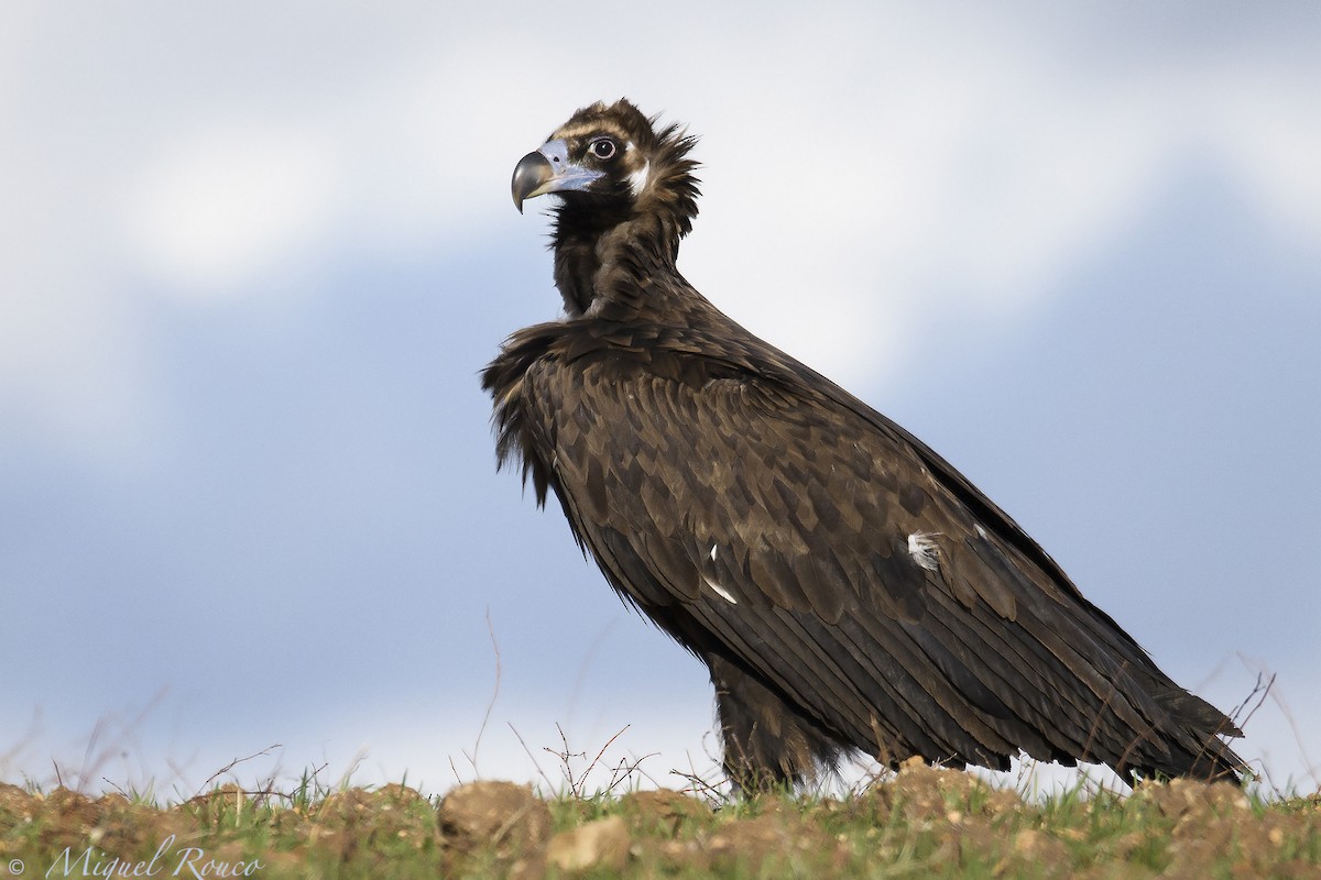 Cinereous Vulture - ML124926961
