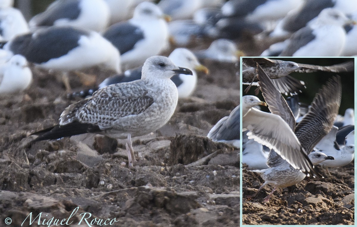 Lesser Black-backed Gull - ML124927021