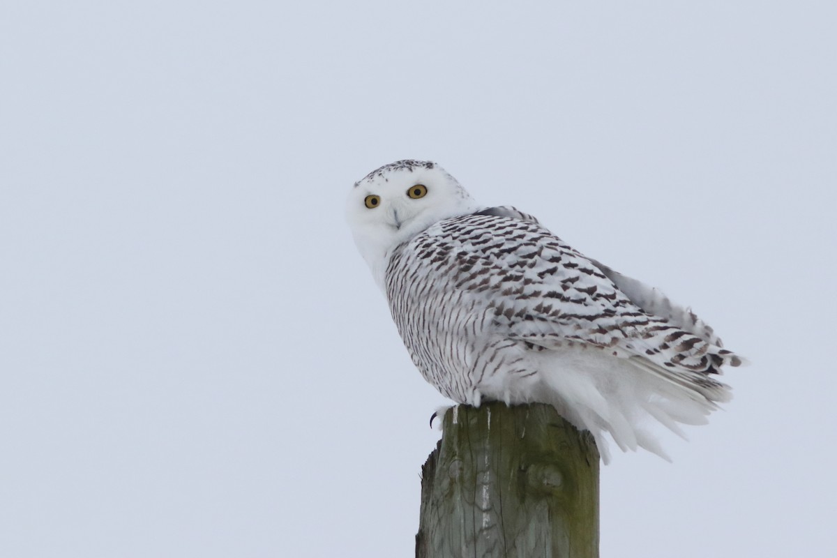 Snowy Owl - Frank Pinilla