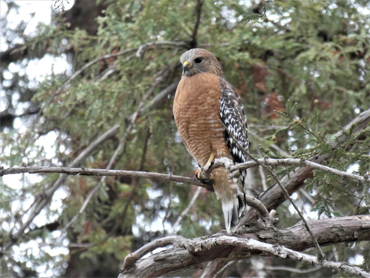 Red-shouldered Hawk - Barry Mast