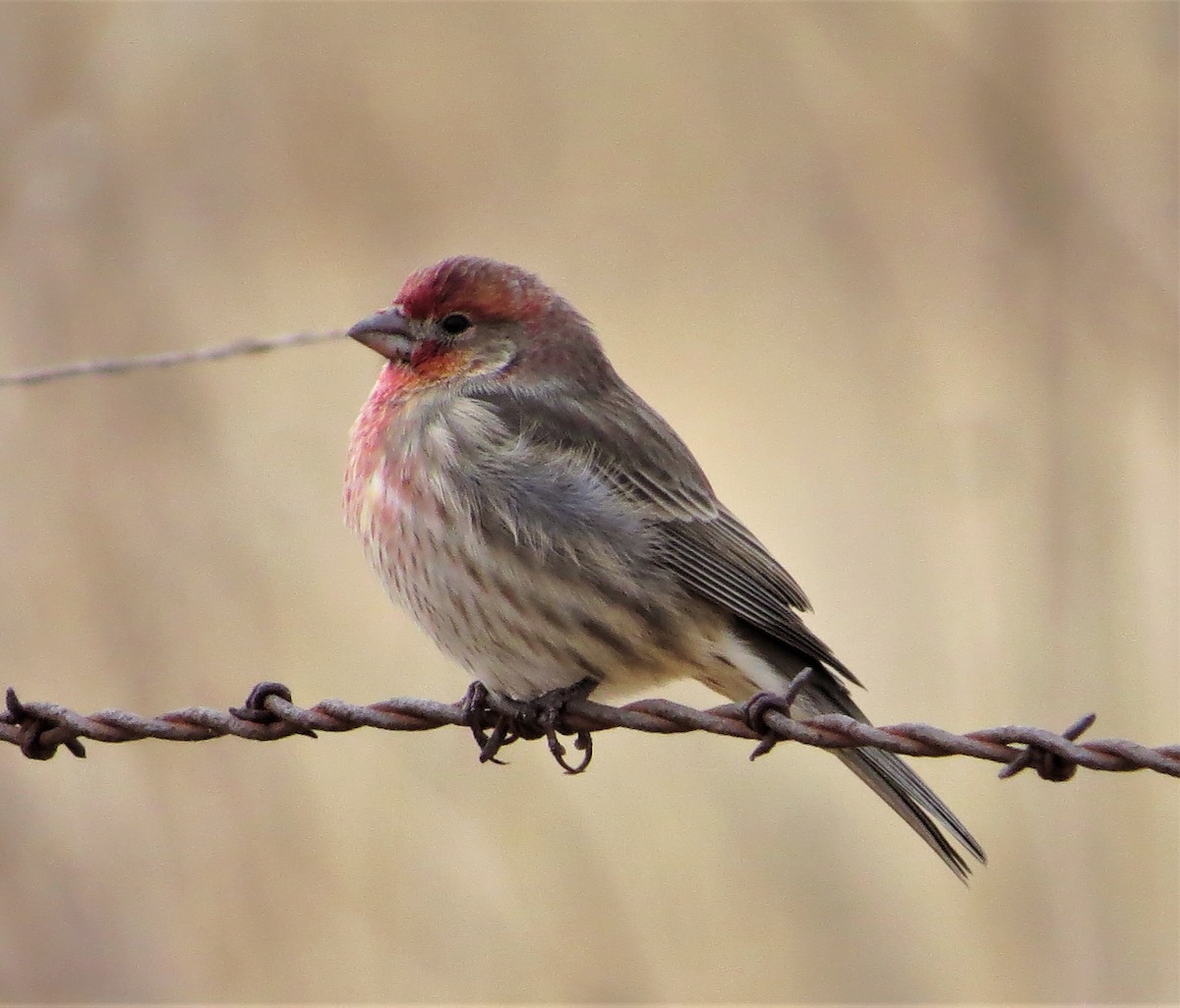 House Finch - Rick Saxton