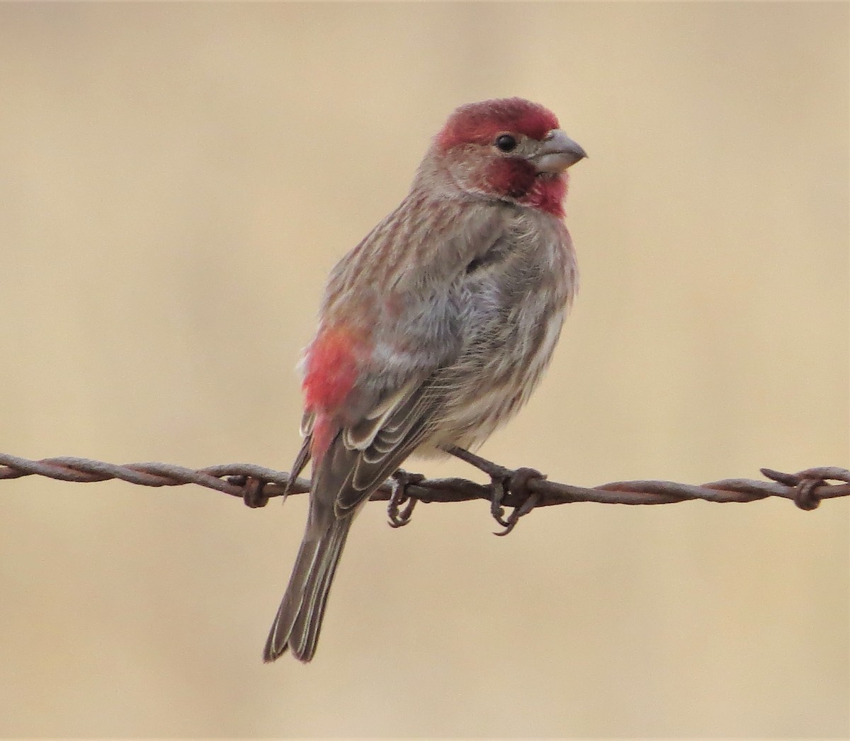 House Finch - ML124928041