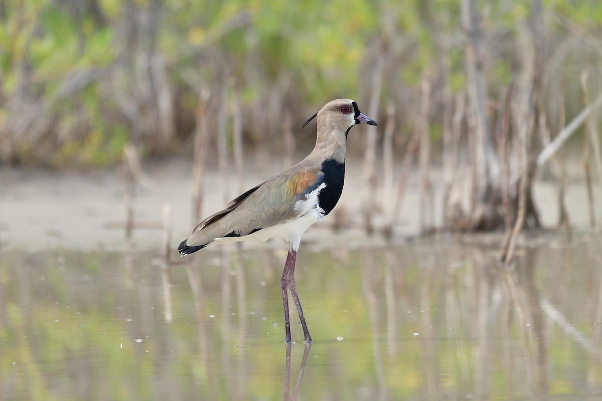Southern Lapwing - Michiel Oversteegen