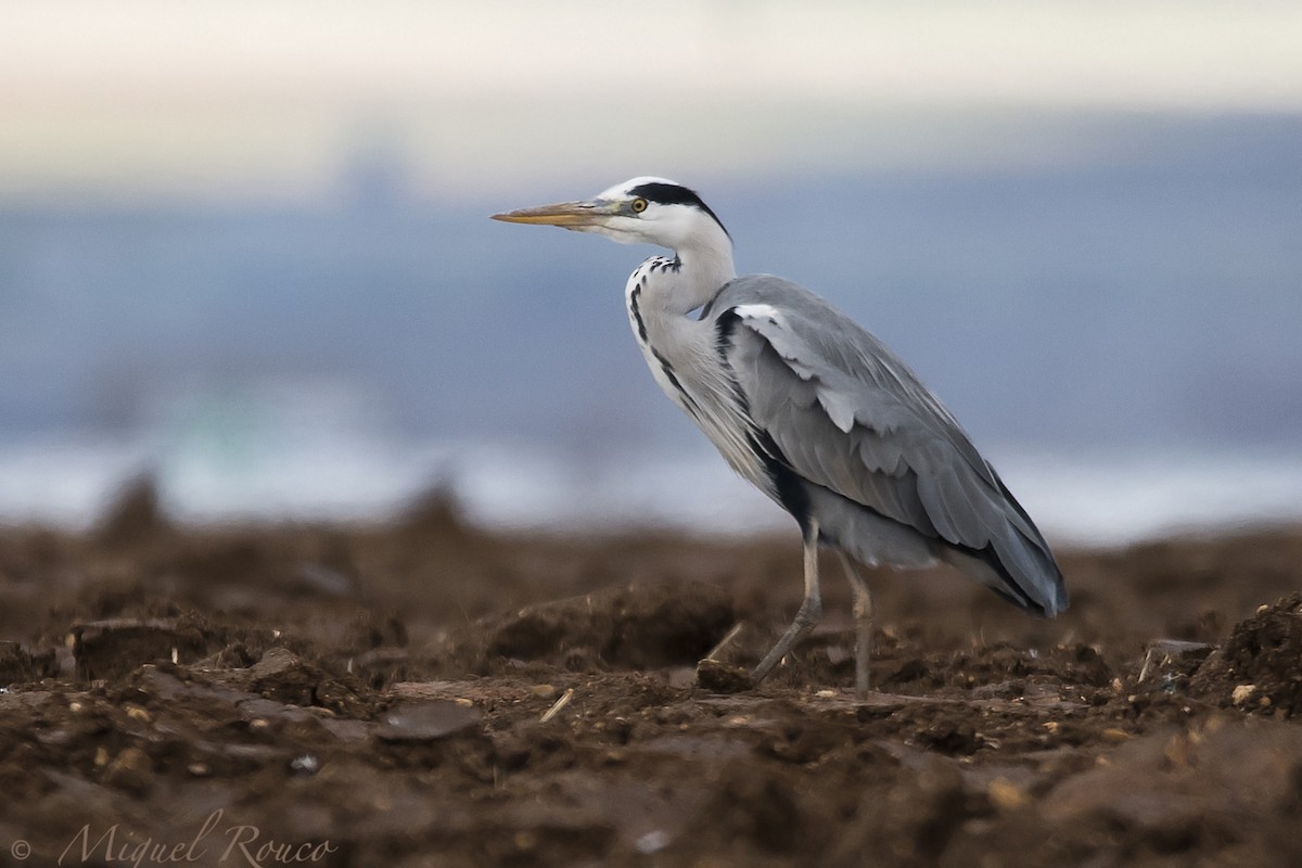 Gray Heron - ML124930001