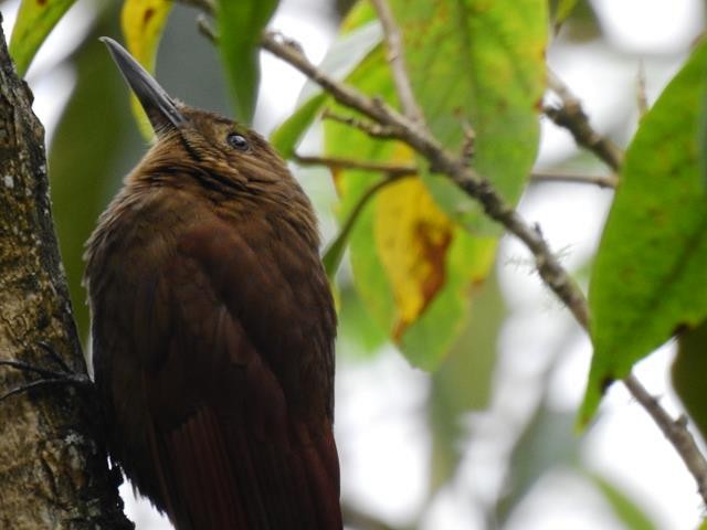 Tyrannine Woodcreeper - ML124930991