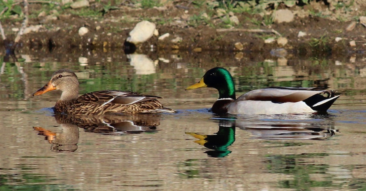 Mallard - Tom Benson