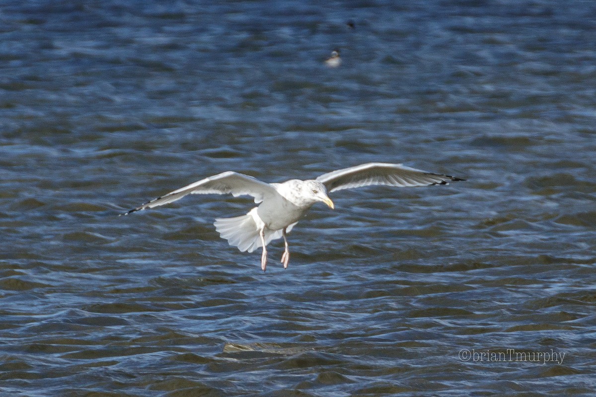 Herring Gull - Brian Murphy