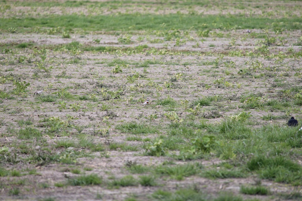 Double-banded Plover - Ryan Fick