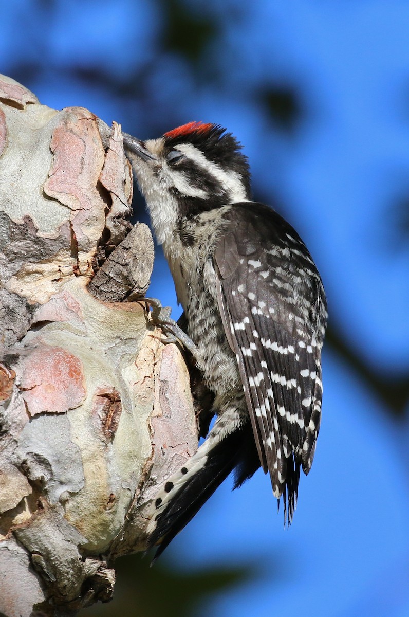 Nuttall's Woodpecker - ML124936661