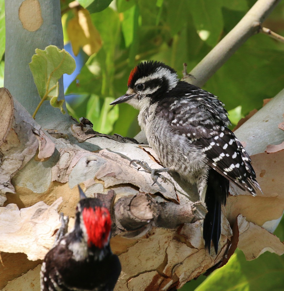 Nuttall's Woodpecker - ML124936751