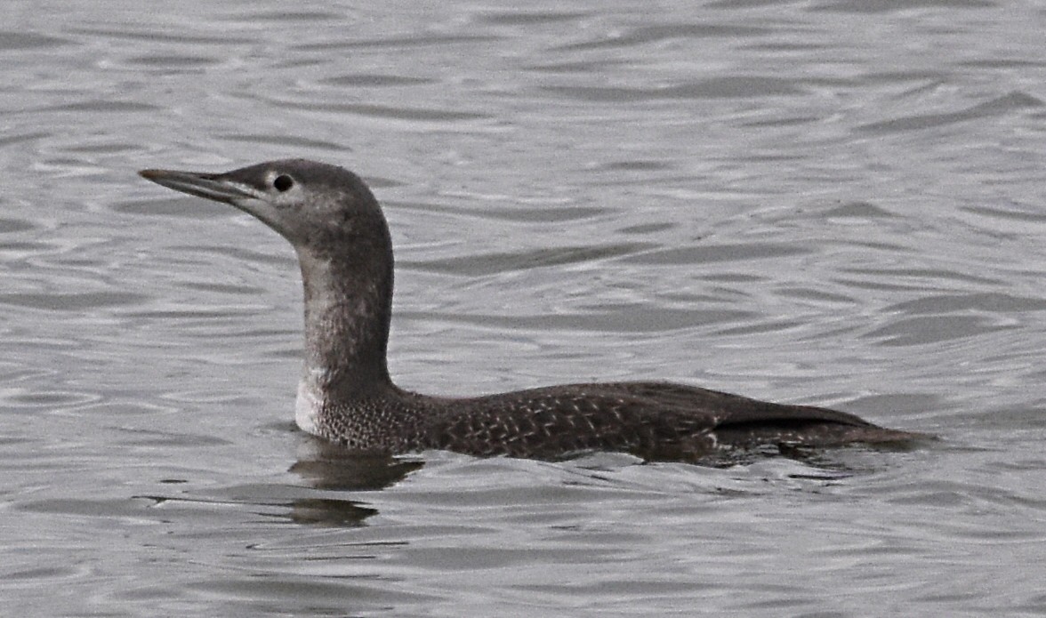 Red-throated Loon - ML124938051