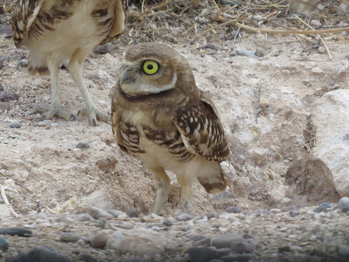 Burrowing Owl - ML124938731