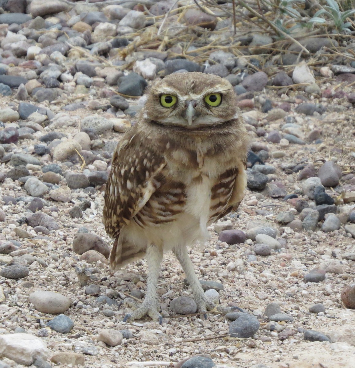 Burrowing Owl - Brittany O'Connor