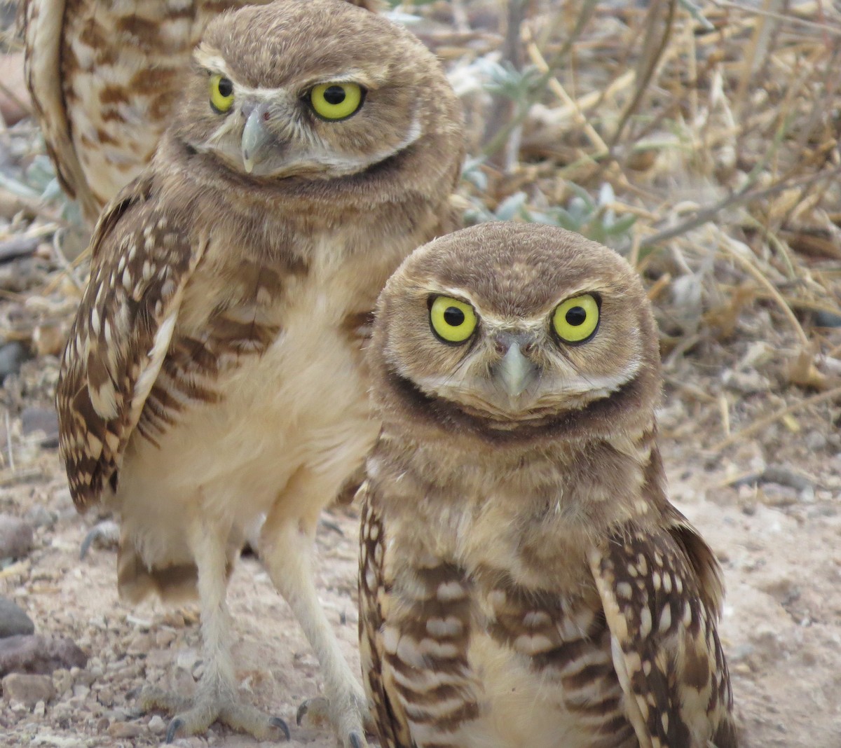 Burrowing Owl - ML124938751