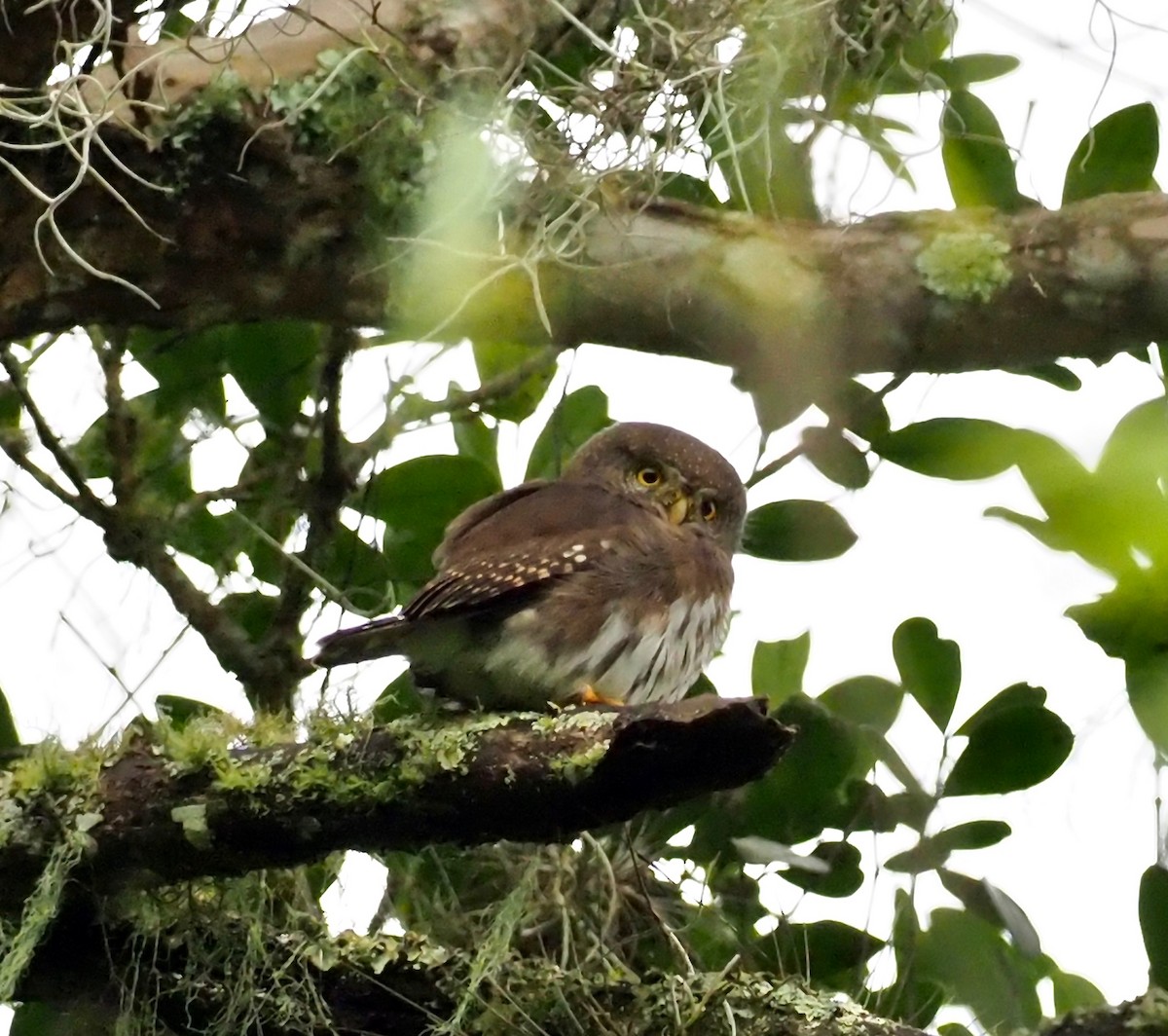 Tamaulipas Pygmy-Owl - ML124938801