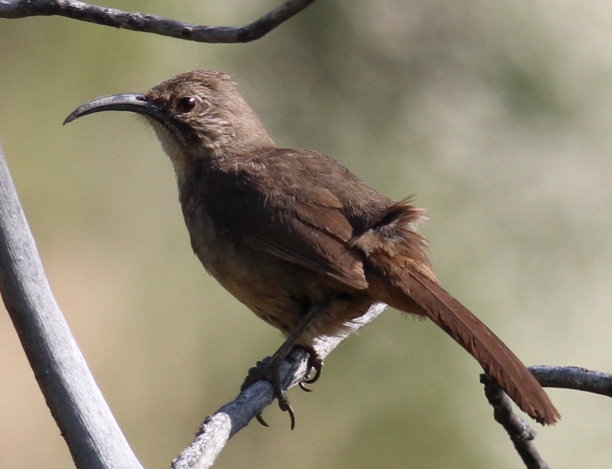 California Thrasher - ML124938901