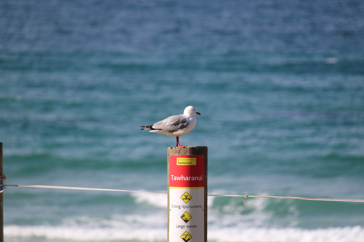 Silver Gull (Red-billed) - ML124938941