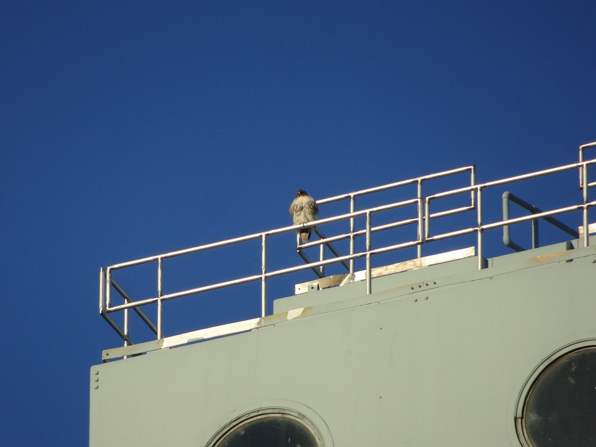 Red-tailed Hawk - ML124940841