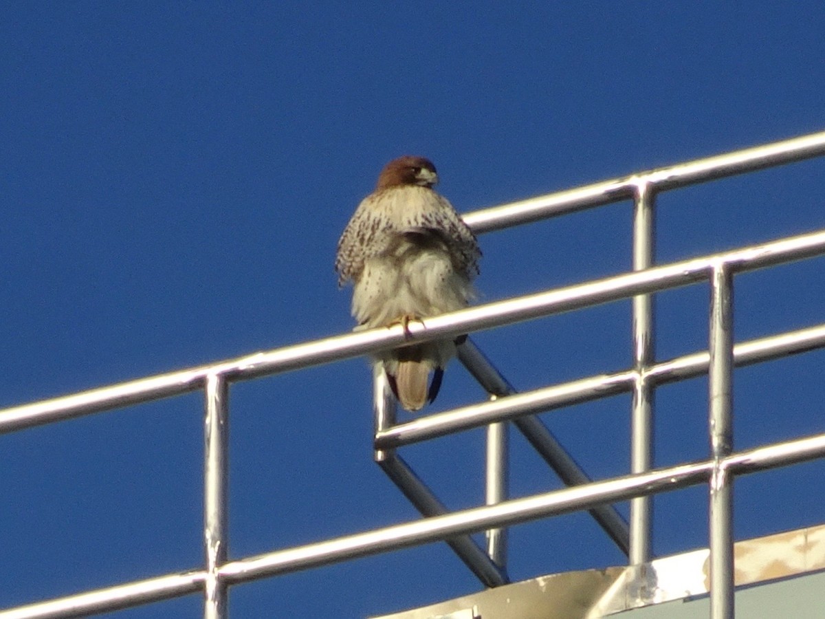 Rotschwanzbussard - ML124940901