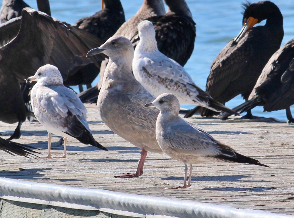 Glaucous-winged Gull - ML124941601