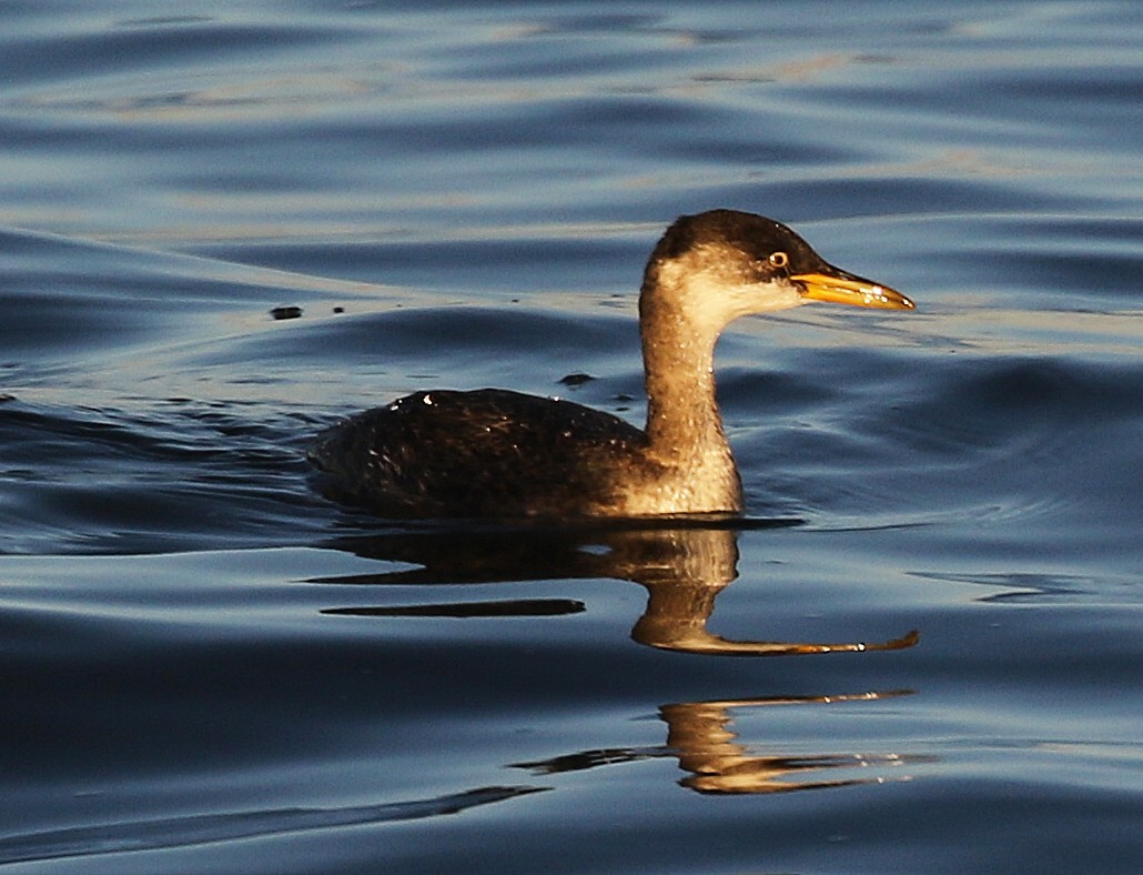 Red-necked Grebe - ML124942141