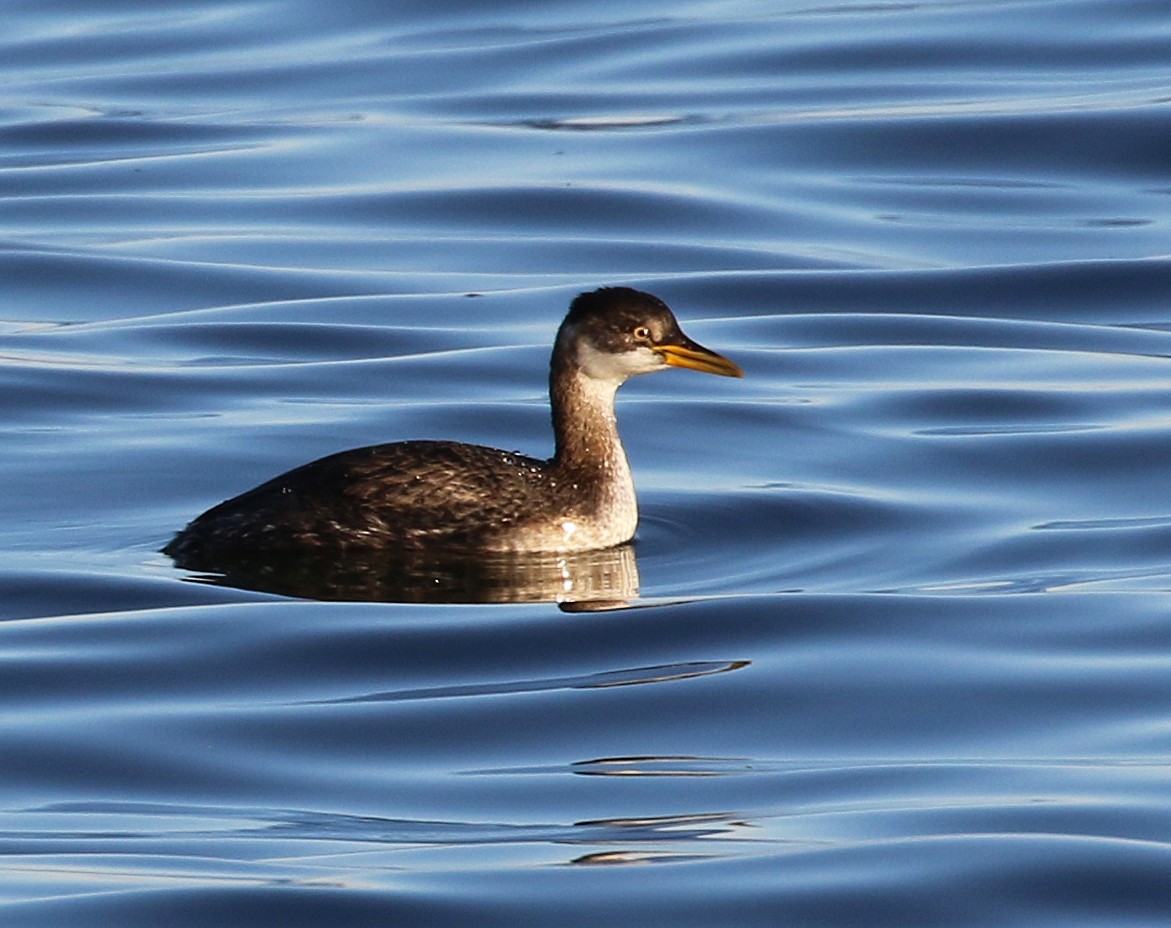 Red-necked Grebe - ML124942151