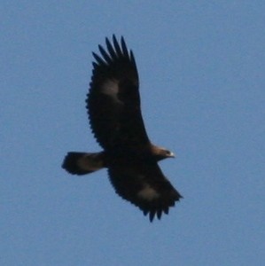 Golden Eagle - ML124942731