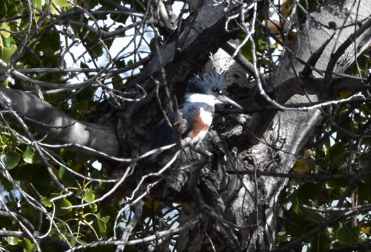 Belted Kingfisher - Chris Rohrer