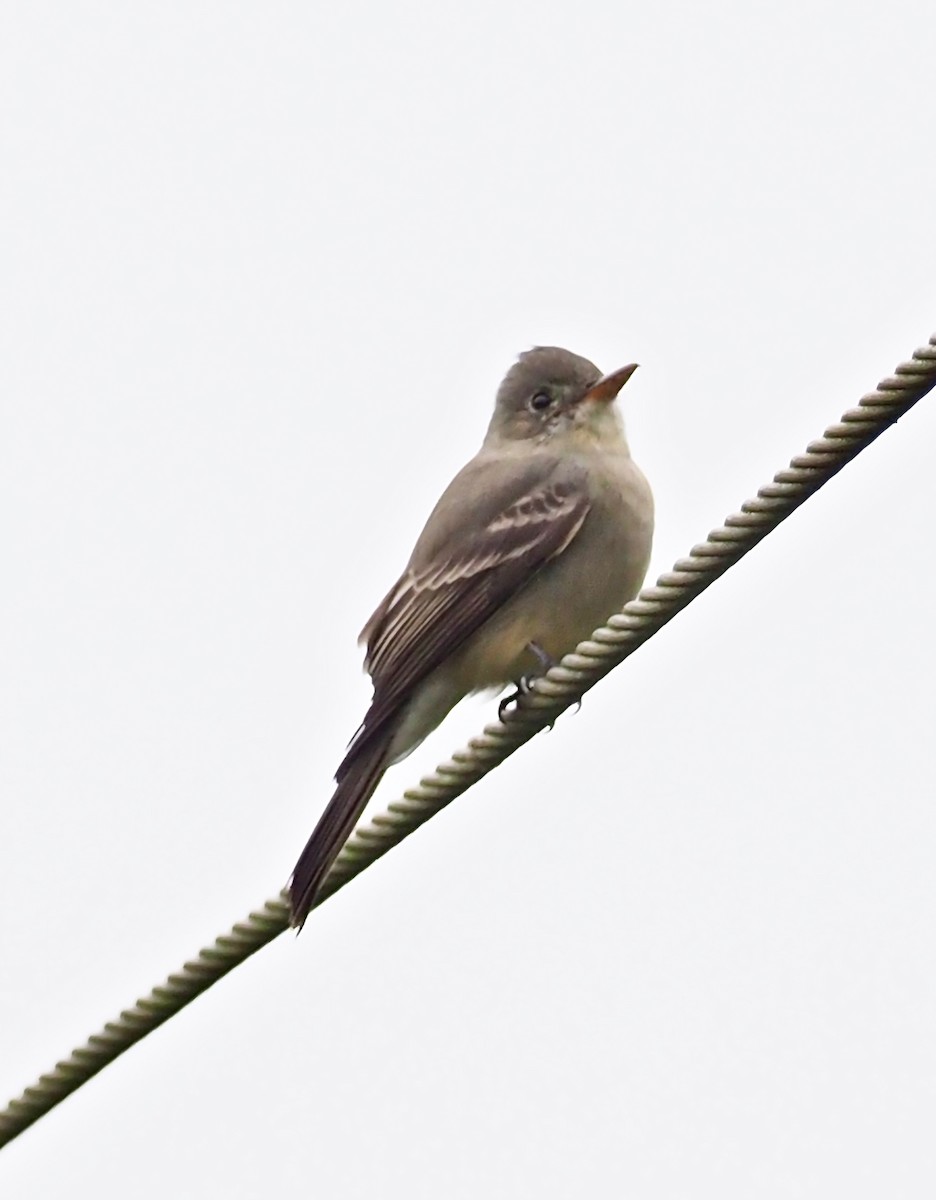Greater Pewee - John Anderson
