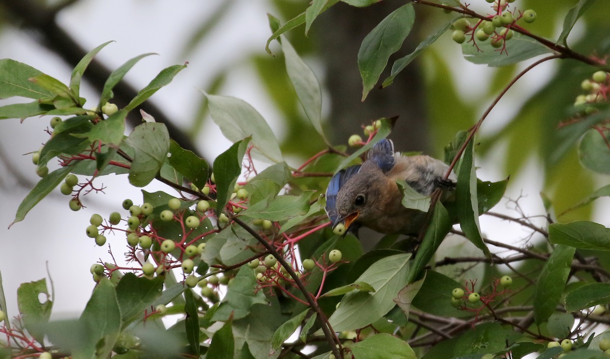 Eastern Bluebird - ML124944411