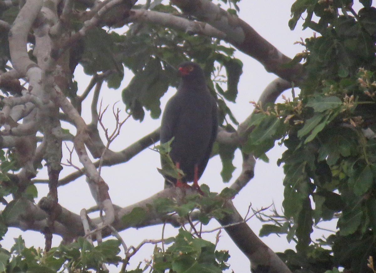 Slate-colored Hawk - ML124945121