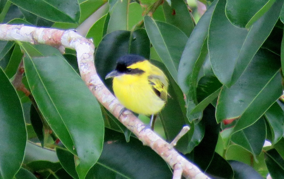 Yellow-browed Tody-Flycatcher - ML124945241