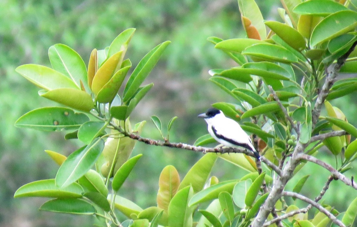 Black-crowned Tityra - ML124945311