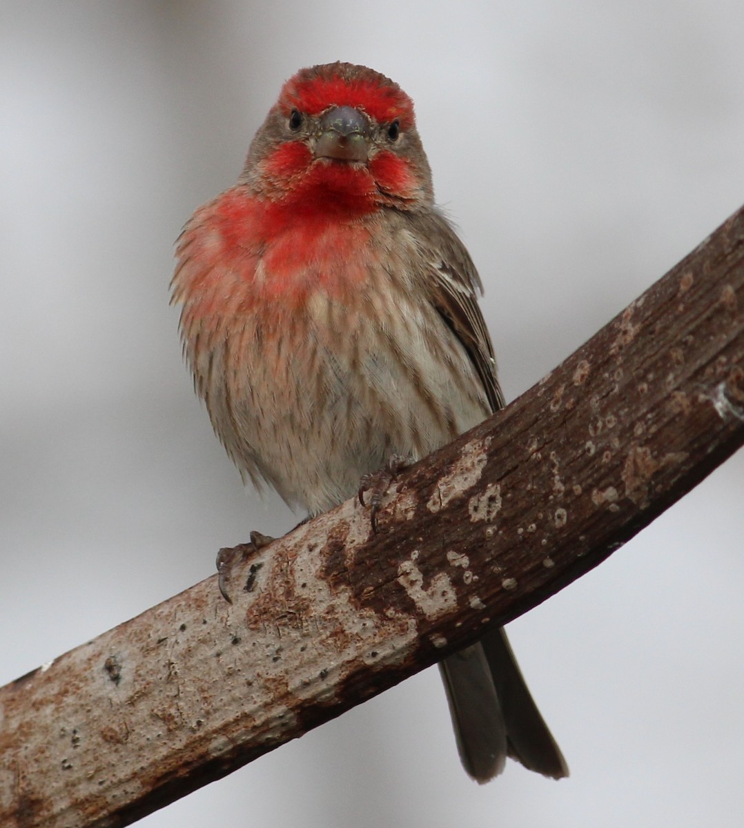 House Finch - ML124945661