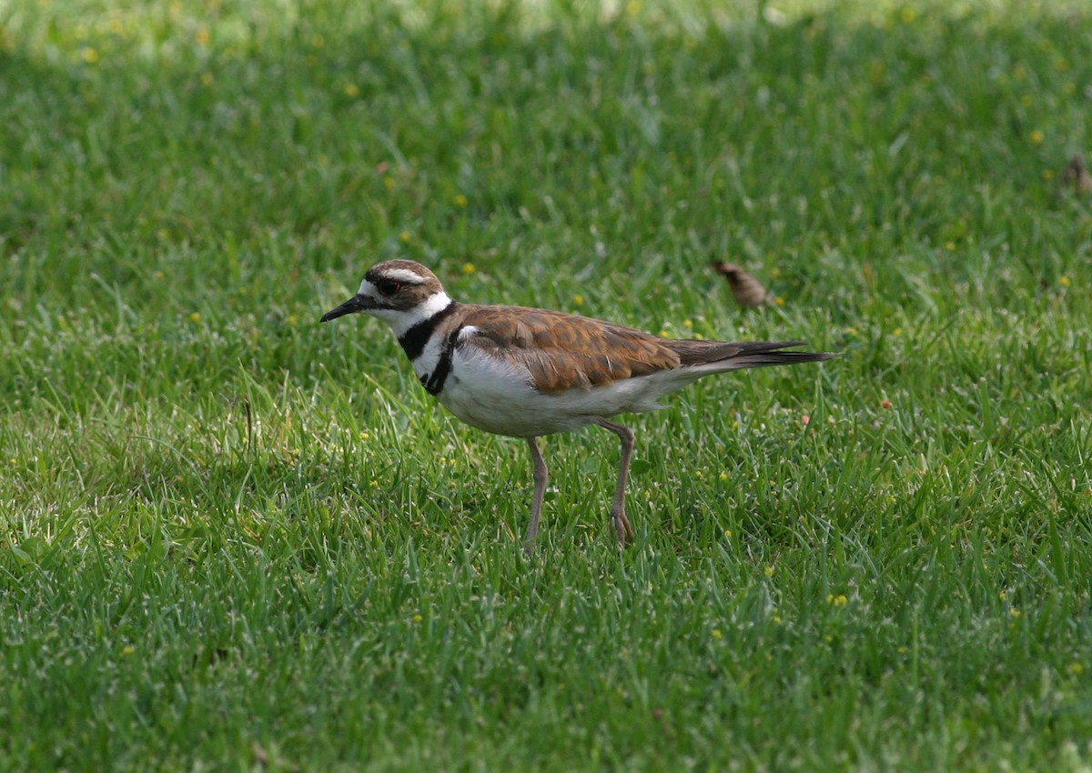 Killdeer - ML124946601