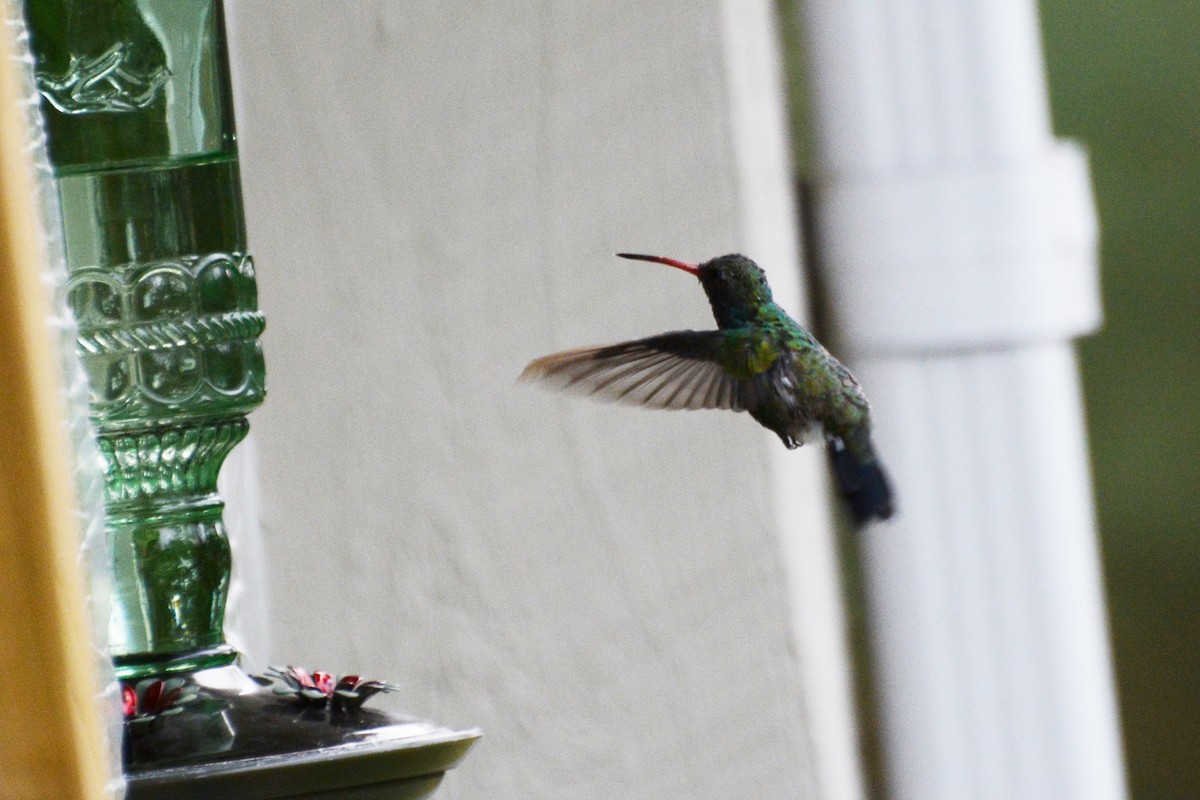 Broad-billed Hummingbird - ML124946731