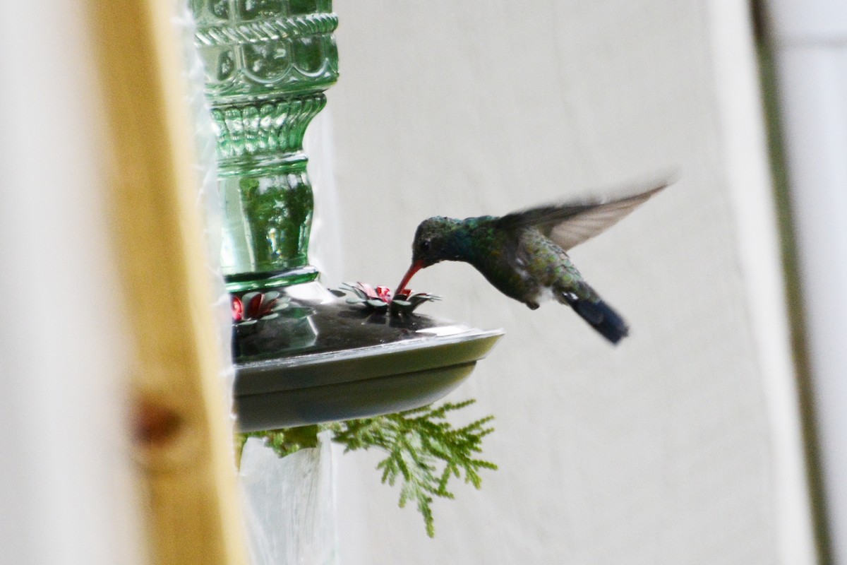 Broad-billed Hummingbird - ML124946751
