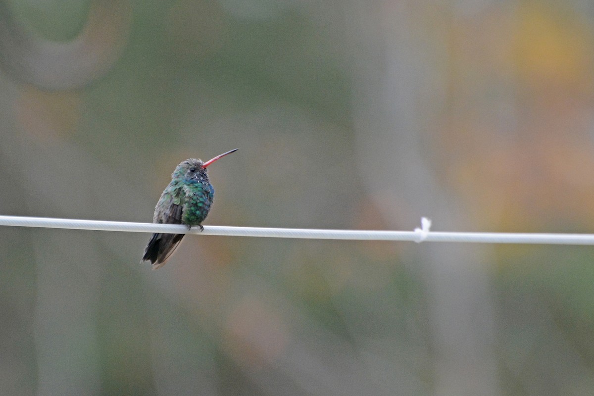 Broad-billed Hummingbird - ML124946801