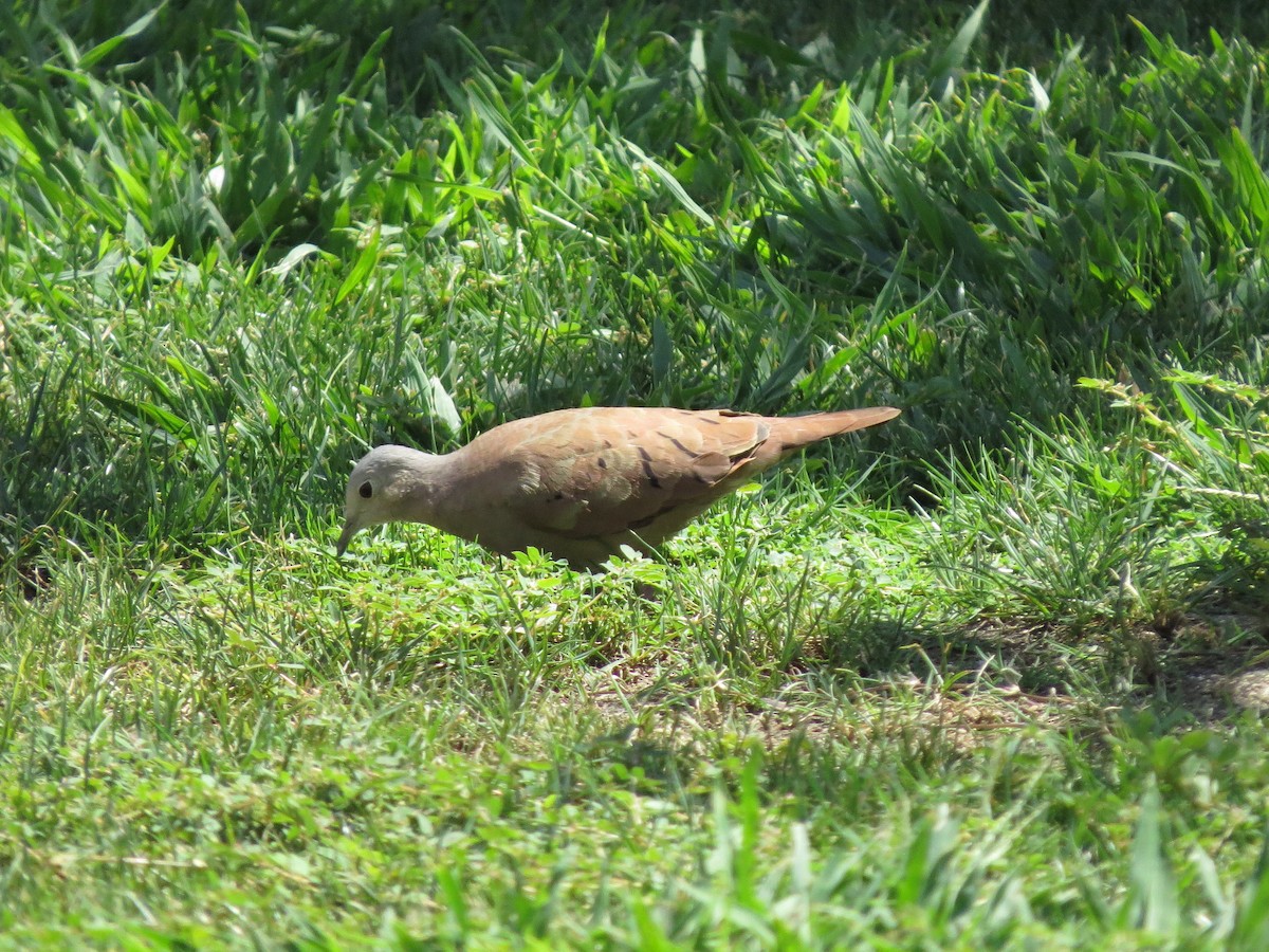 Ruddy Ground Dove - Brittany O'Connor