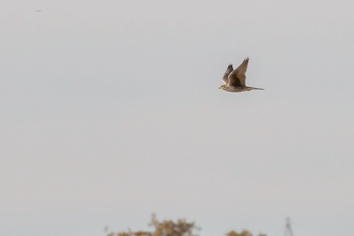 Prairie Falcon - Mike Stewart