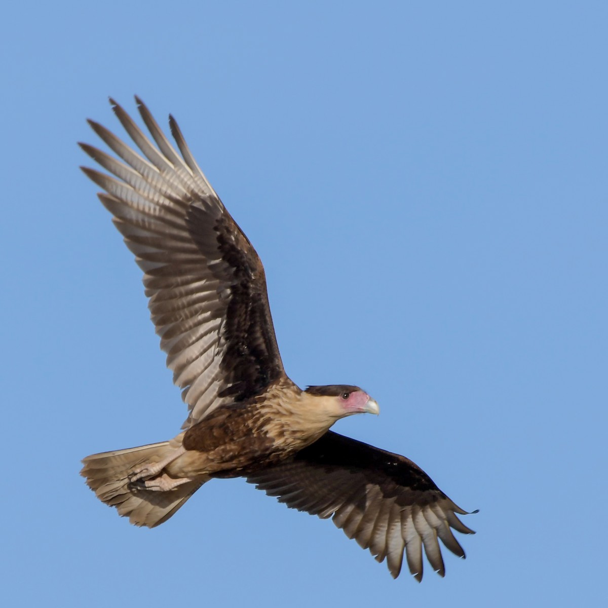 Caracara huppé (cheriway) - ML124947621