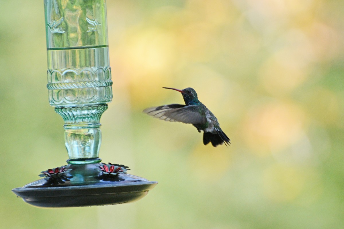 Broad-billed Hummingbird - ML124947931